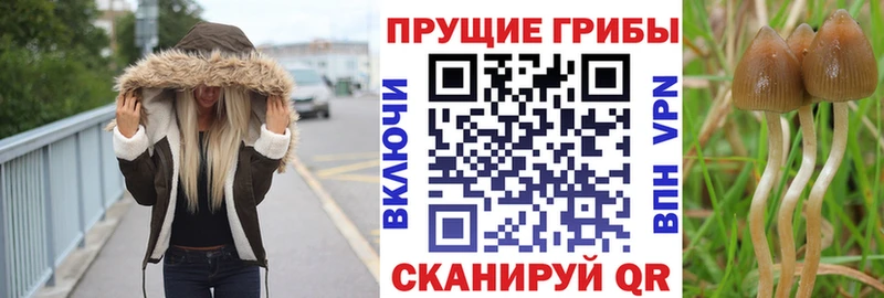 закладки  Славянск-на-Кубани  Псилоцибиновые грибы MAGIC MUSHROOMS 